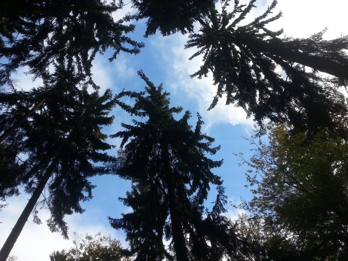 Himmel und Bäume von unten